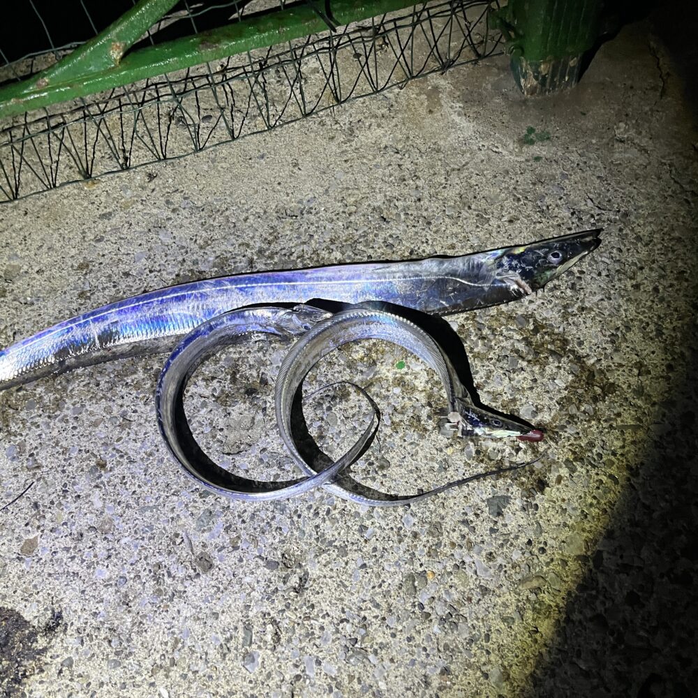 海辺つり公園で釣れた３匹のタチウオ